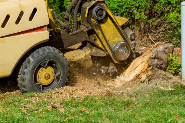 Best Best Tree Removal Services  in Richfield, UT